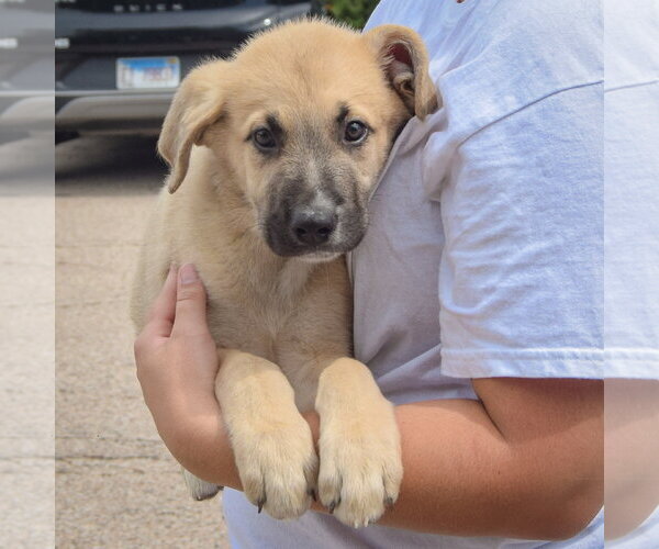 Medium Photo #2 Anatolian Shepherd-German Shepherd Dog Mix Puppy For Sale in Huntley, IL, USA