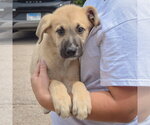 Small #1 Anatolian Shepherd-German Shepherd Dog Mix