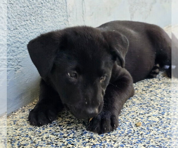 Medium Photo #2 German Shepherd Dog-Unknown Mix Puppy For Sale in Minneapolis, MN, USA