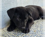 Small #1 German Shepherd Dog Mix