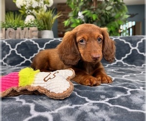 Dachshund Puppy for sale in GREENFIELD, IN, USA