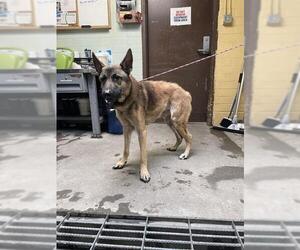 German Shepherd Dog Dogs for adoption in Stockton, CA, USA