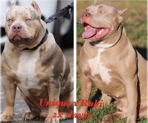 Mother of the American Bully puppies born on 12/25/2020