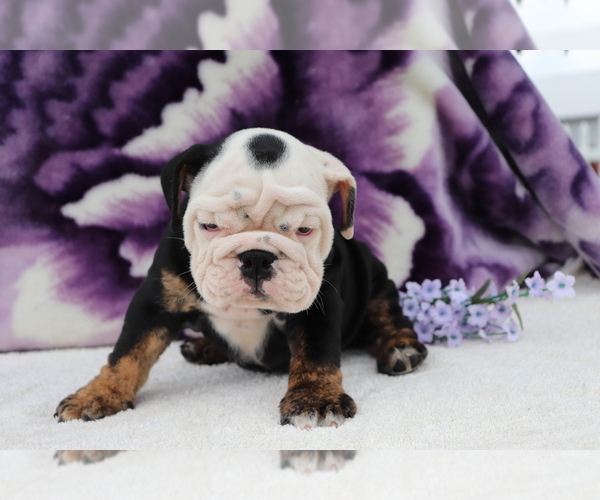 Medium Photo #2 English Bulldog Puppy For Sale in SHILOH, OH, USA