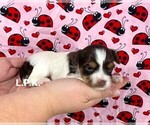 Small Photo #3 Yorkshire Terrier Puppy For Sale in WINNSBORO, LA, USA