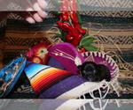 Small Photo #3 Chihuahua Puppy For Sale in CHARLESTON, AR, USA