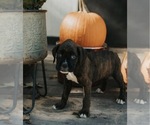Image preview for Ad Listing. Nickname: Sookie