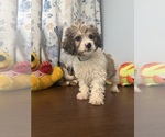 Litter of 4 - Male(s) and Female(s) Cockapoo (Miniature)Litter of Puppies for Sale - Photo #30