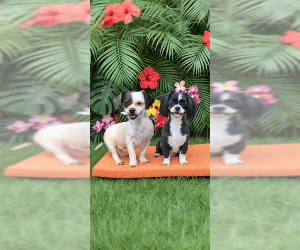 Medium Photo #2 Shih Tzu Puppy For Sale in Weston, FL, USA