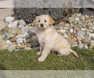 Golden Retriever Dog for Adoption in FREDERICKSBURG, Ohio USA