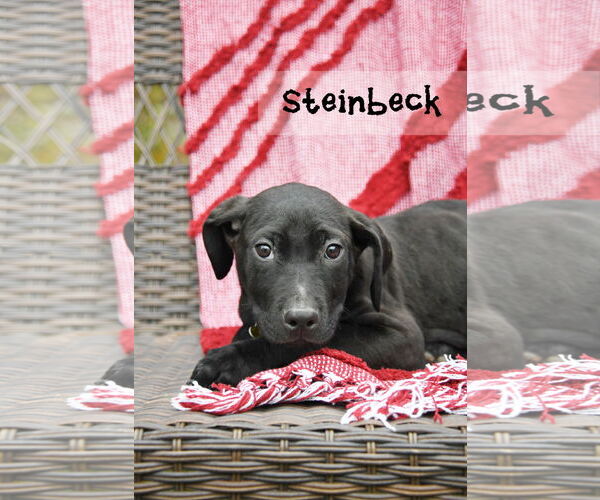 Medium Photo #1 Mutt Puppy For Sale in Sandy, UT, USA