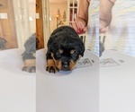 Small Photo #8 Rottweiler Puppy For Sale in HEMINGWAY, SC, USA