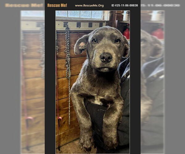 Medium Photo #1 American Pit Bull Terrier-Labrador Retriever Mix Puppy For Sale in Benton, PA, USA