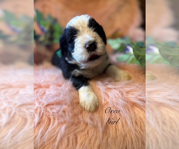 Medium Photo #9 Golden Mountain Doodle  Puppy For Sale in SAINT CLOUD, MN, USA
