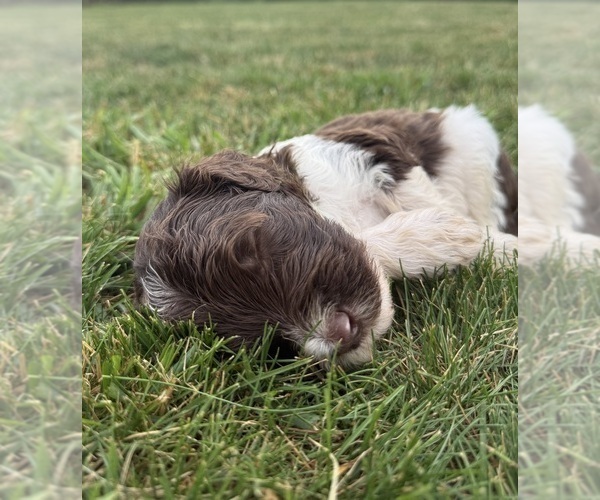 Medium Photo #50 Goldendoodle Puppy For Sale in HOWARD CITY, MI, USA