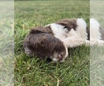 Small Photo #50 Goldendoodle Puppy For Sale in HOWARD CITY, MI, USA