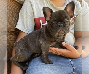 French Bulldog Puppy for sale in LOGANVILLE, GA, USA
