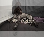 Small German Shorthaired Pointer