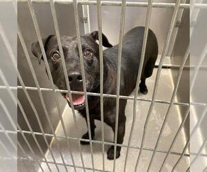 Labrador Retriever-Unknown Mix Dogs for adoption in Modesto, CA, USA