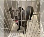 *ART - Male Labrador Retriever-Unknown Mix Dog for Adoption - Small photo