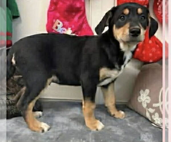 Medium Photo #1 German Shepherd Dog-Plott Hound Mix Puppy For Sale in Aurora, IN, USA