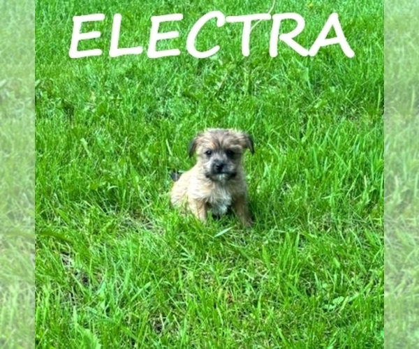 Medium Photo #2 Carkie Puppy For Sale in HARTLAND, MN, USA