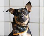 QUEENIE - Female Rottweiler-Unknown Mix Dog for Adoption - Small photo