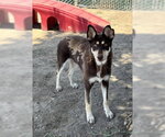 Small #1 Australian Kelpie-Siberian Husky Mix