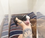 Puppy Puppy 1 Australian Shepherd