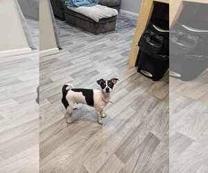 Jack-Rat Terrier Dogs for adoption in Oakhurst, NJ, USA
