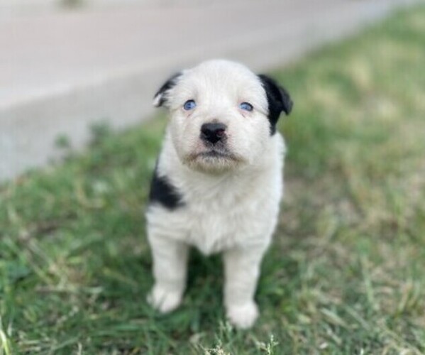 Medium Photo #2 Australian Shepherd Puppy For Sale in MESA, AZ, USA
