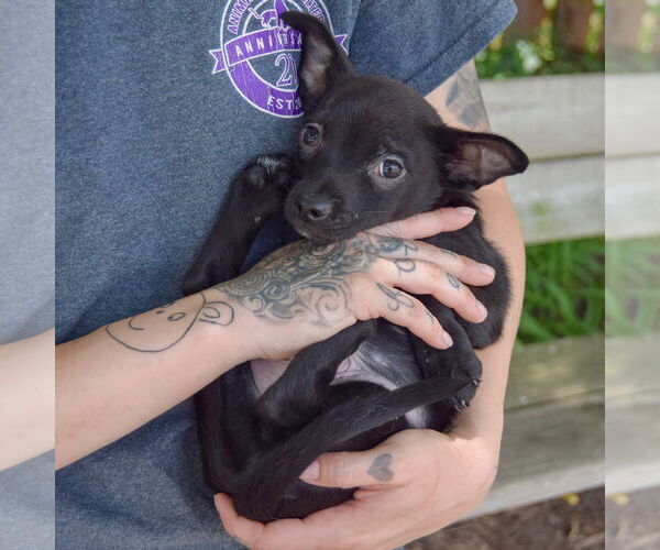 Medium Photo #5 Chiranian Puppy For Sale in Huntley, IL, USA