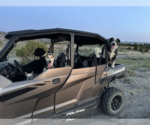 Medium Photo #3 Labsky Puppy For Sale in MIDWAY, UT, USA