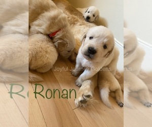 Golden Retriever Puppy for sale in HARRISONBURG, VA, USA