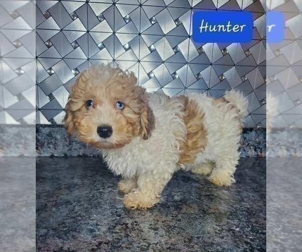 Medium Photo #2 Poovanese Puppy For Sale in GOSHEN, IN, USA