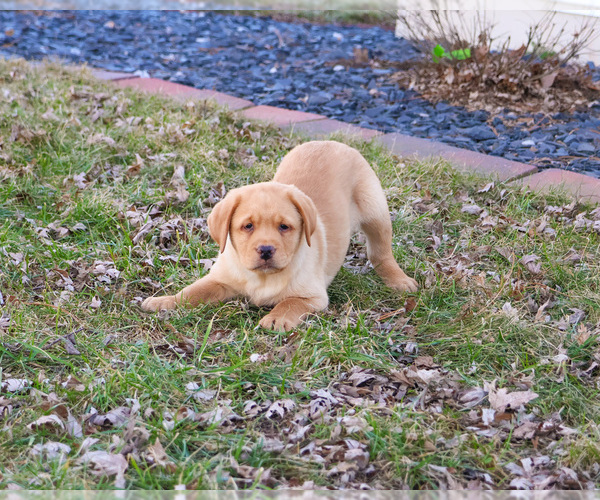 Medium Photo #3 Labrador Retriever Puppy For Sale in SYRACUSE, IN, USA