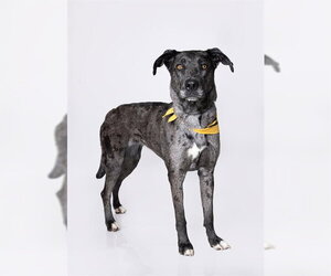 LUCYBELL - Female Catahoula Leopard Dog-Great Dane Mix Dog for Adoption - Photo #2