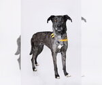 Small #1 Catahoula Leopard Dog-Great Dane Mix