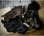 Image preview for Ad Listing. Nickname: Litter of 4