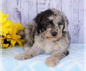 Poodle (Miniature)-Sheepadoodle Mix Puppy for sale in FREDERICKSBG, OH, USA