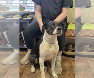 American Pit Bull Terrier-Unknown Mix Dogs for adoption in Amarillo, TX, USA