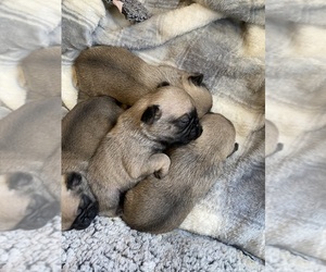 Pug Puppy for sale in PERRIS, CA, USA