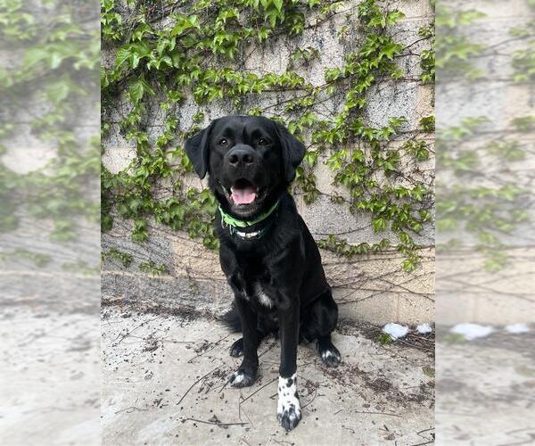 Medium Photo #2 Labrenees Puppy For Sale in Elk Grove, CA, USA