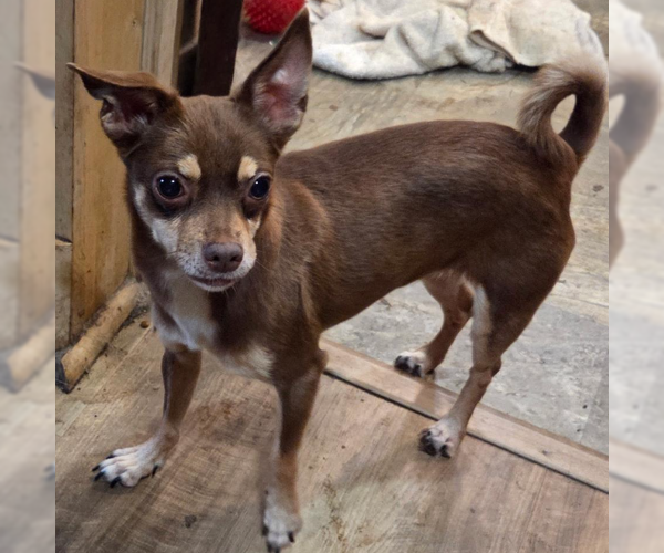 Medium Photo #1 Chihuahua-Unknown Mix Puppy For Sale in Decatur, GA, USA