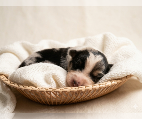Medium Photo #1 Australian Shepherd Puppy For Sale in Orsha, Vitebsk, Belarus