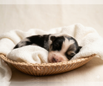 Small Australian Shepherd