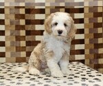 Small #3 Bernedoodle (Miniature)