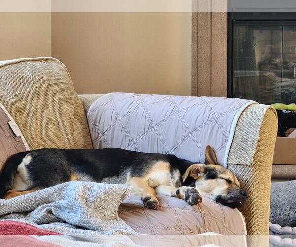 Medium Photo #14 Beagle-Unknown Mix Puppy For Sale in Escondido, CA, USA