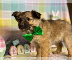 Beagle-Pom-A-Pug Mix Puppy for sale in LANCASTER, PA, USA
