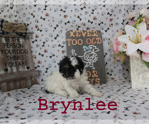 Medium Photo #11 Poodle (Toy) Puppy For Sale in CHANUTE, KS, USA